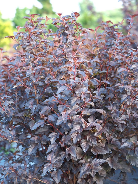 Physocarpus opulifolius 'Sweet Dreams ®'